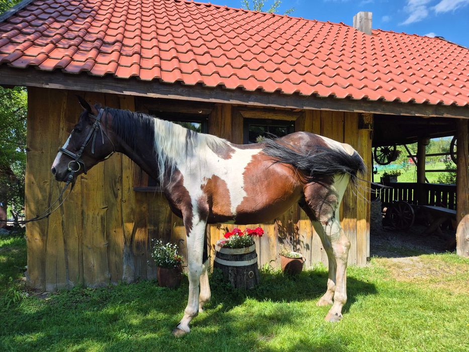 Sprzedam małopolskiego ogierka
