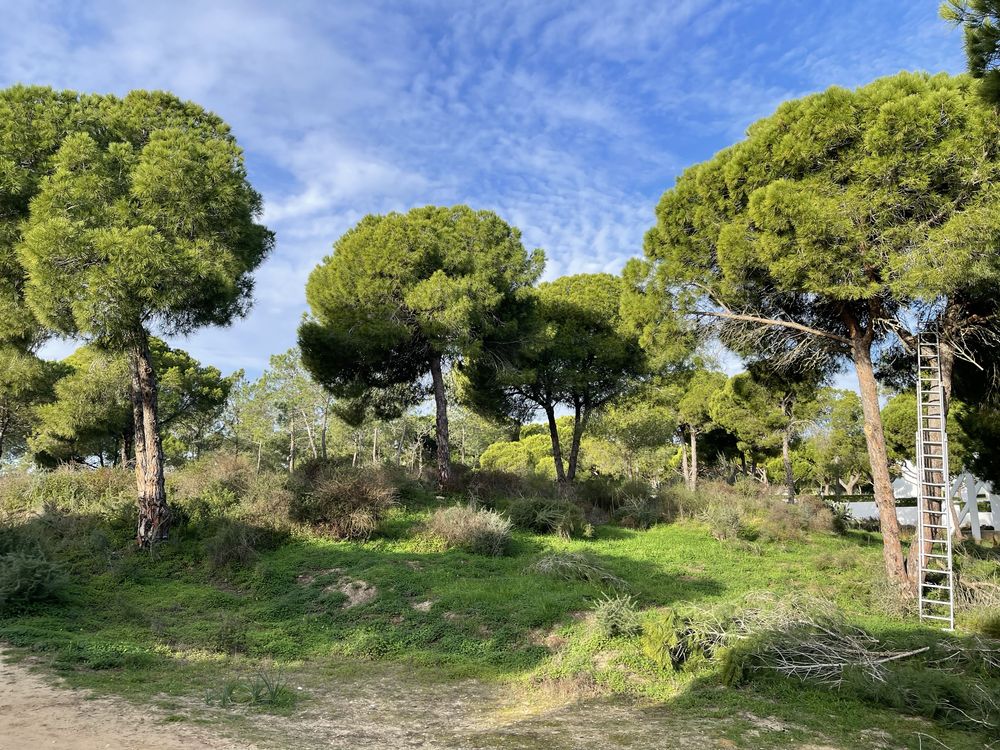 Podas/abate de Arvores & limpeza de terrenos