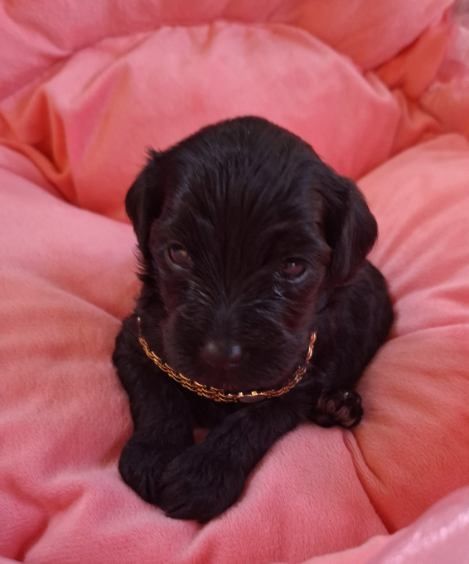 Maltipoo śliczna  dziewczynka odbiór 31 sierpień