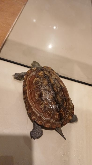 Żółw chiński wodno-lądowy