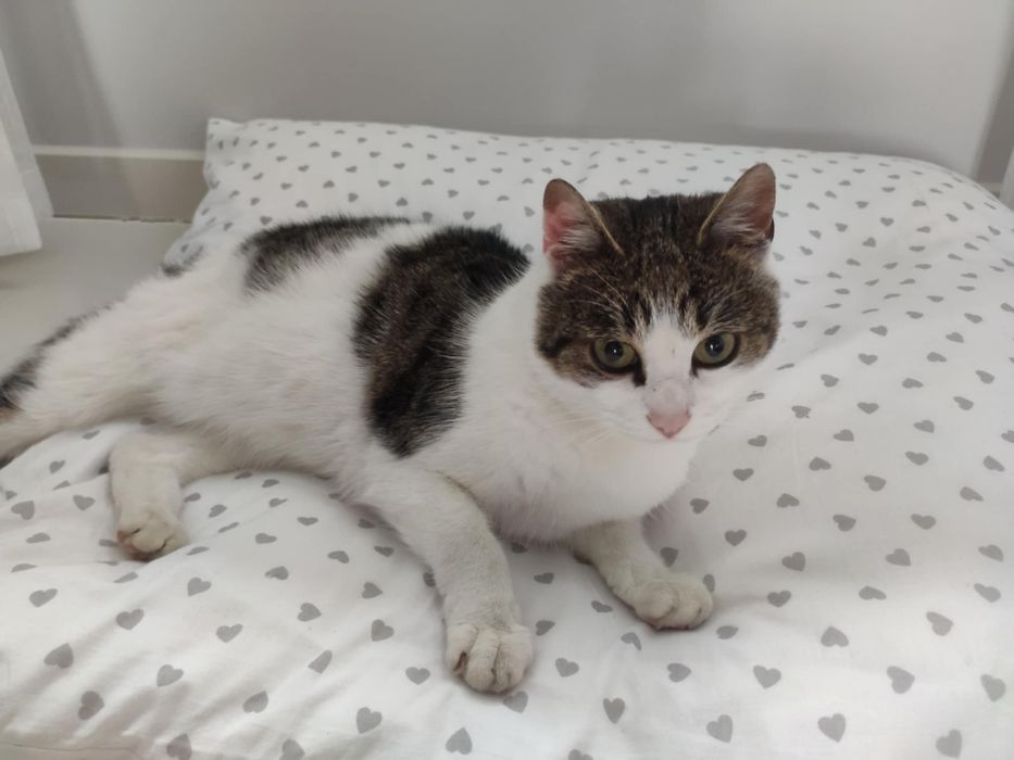 Kitka - cudowna kotka do adopcji