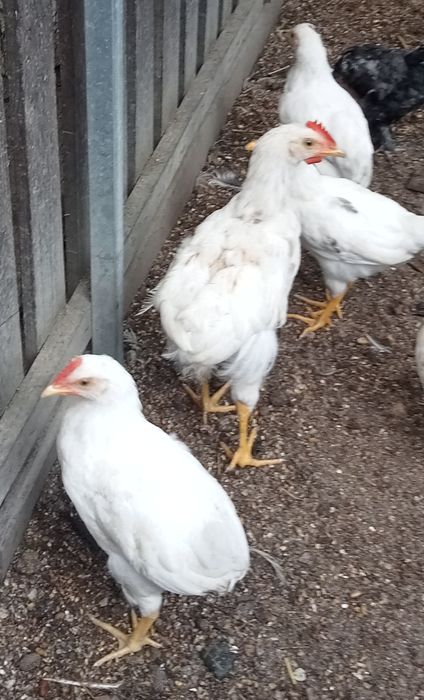 Casal Poedeira/Leghorn
