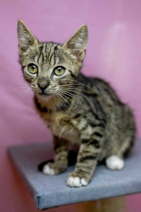 Kotek do adopcji.