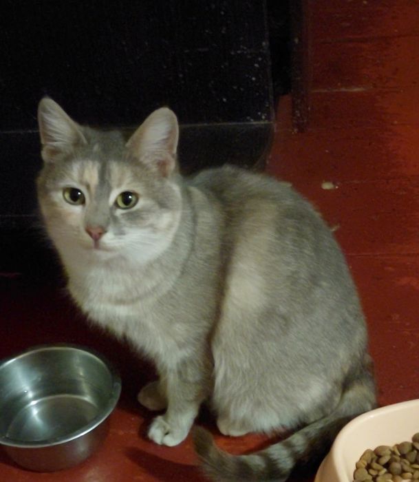 Отдам кошечку Карамелька в добрые ручки.  Котята. Котик.