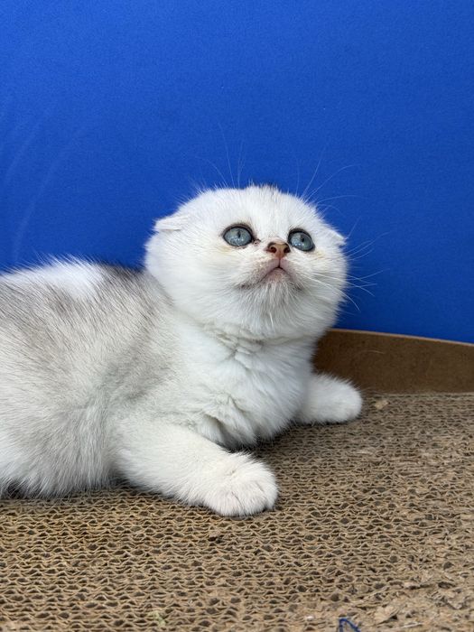 Menina scottish fold