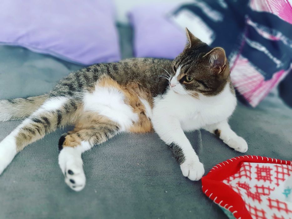 Zaginęła kotka Fela