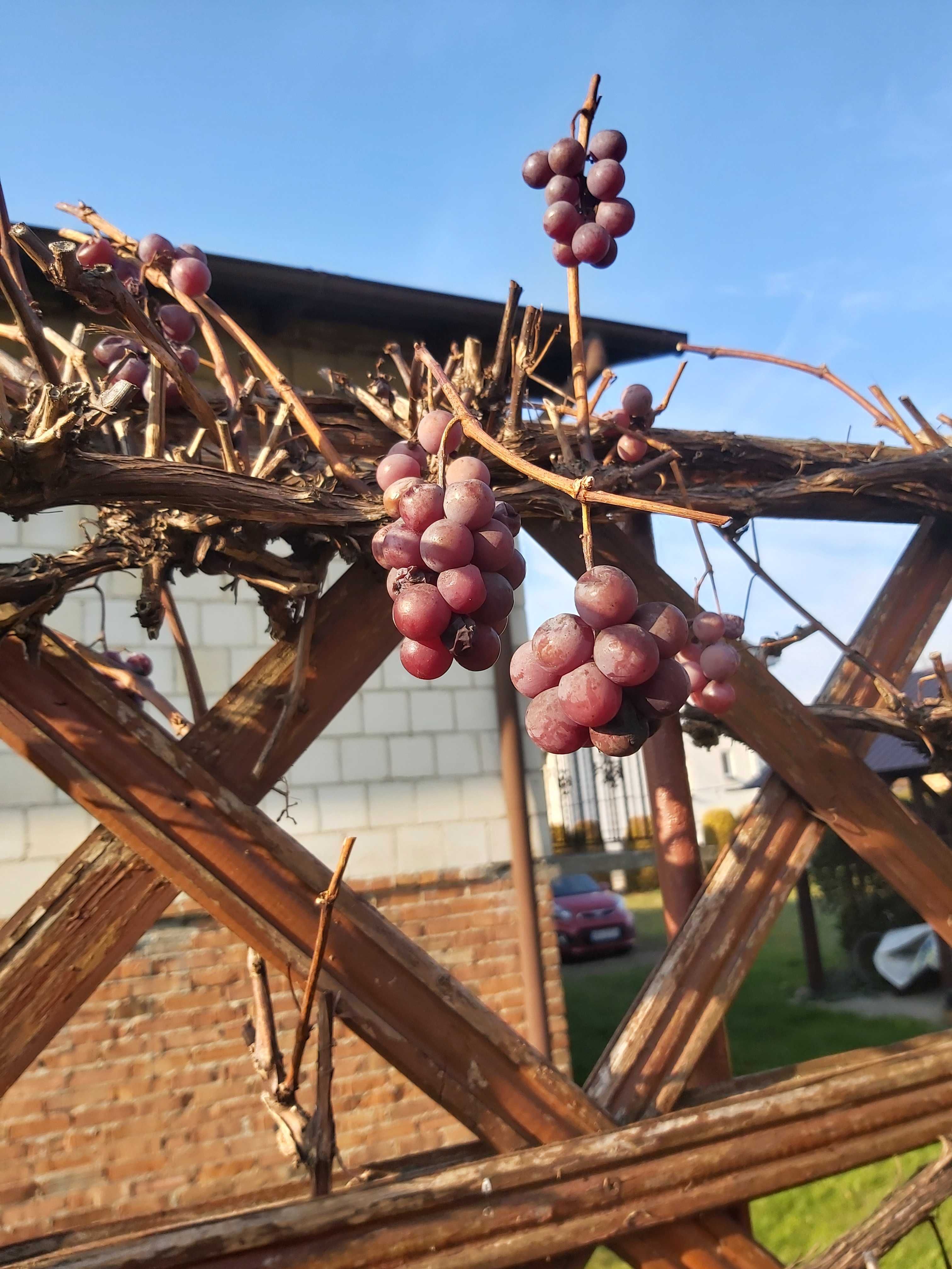 Sadzonki winogrona 65 cm czarne różowe grube