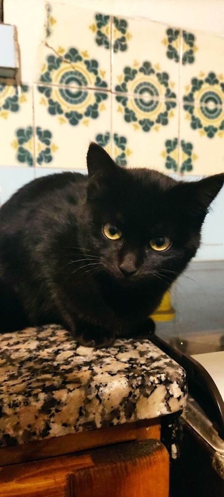Domino - gatinha bebe para adoção