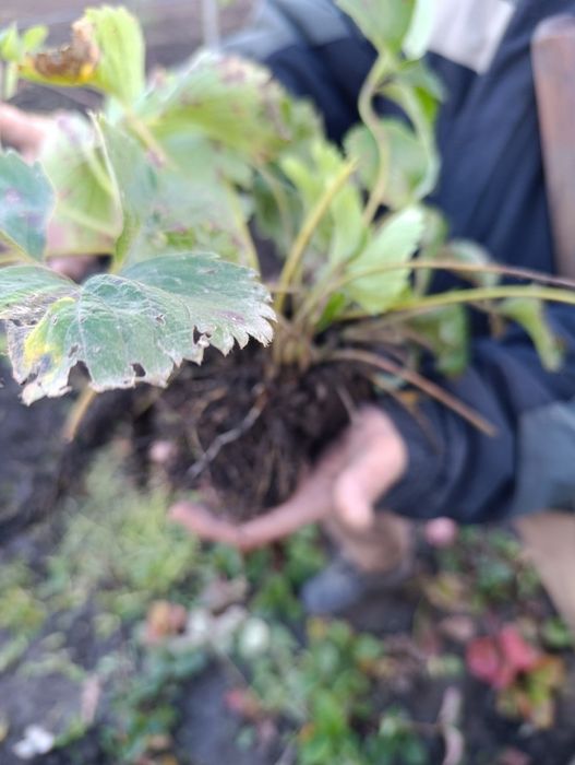 Полуниця сорт  "Мармеладка"