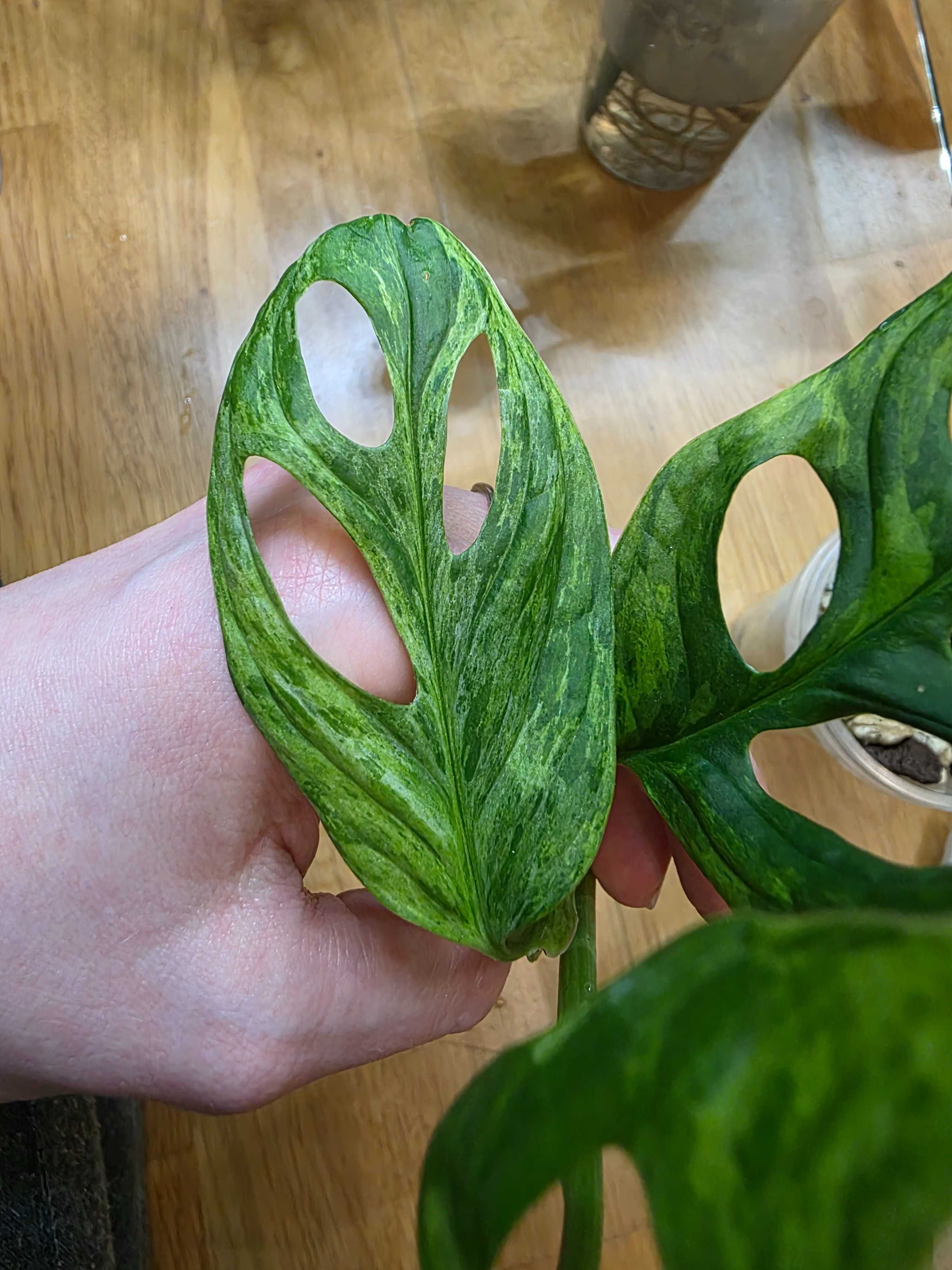 Monstera Indonesian Marble