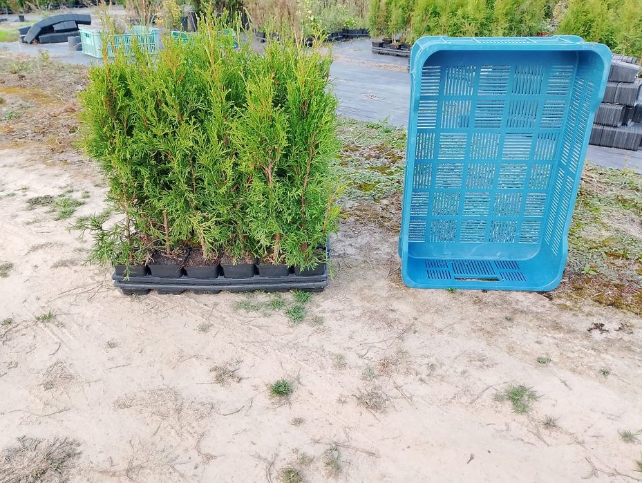 Thuja Smaragd, Tuja Szmaragd 60 cm cena 3 zł