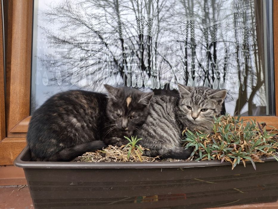 Oddam kotki w dobre rece