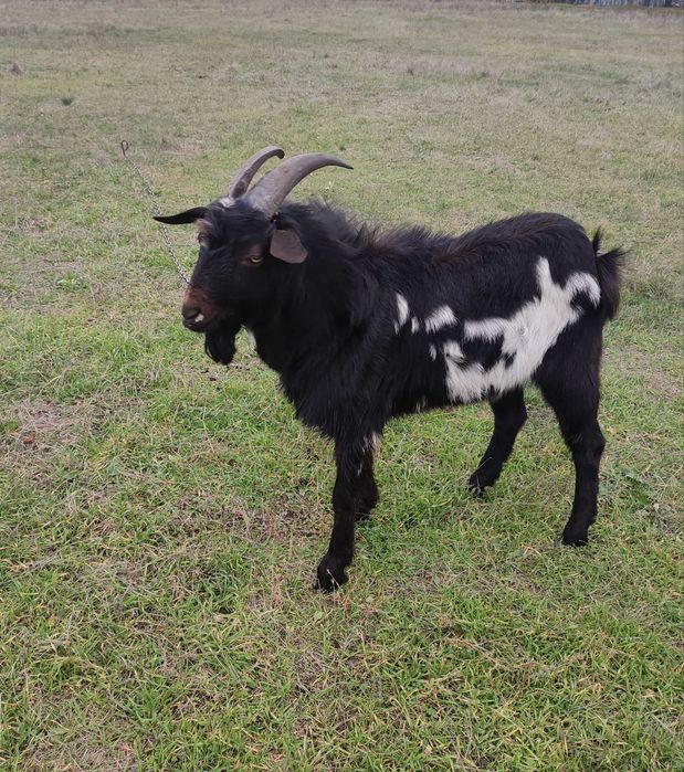 Продам молодого козла