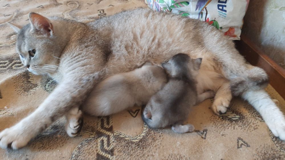 Британские шиншиллы, котик и кошечка.