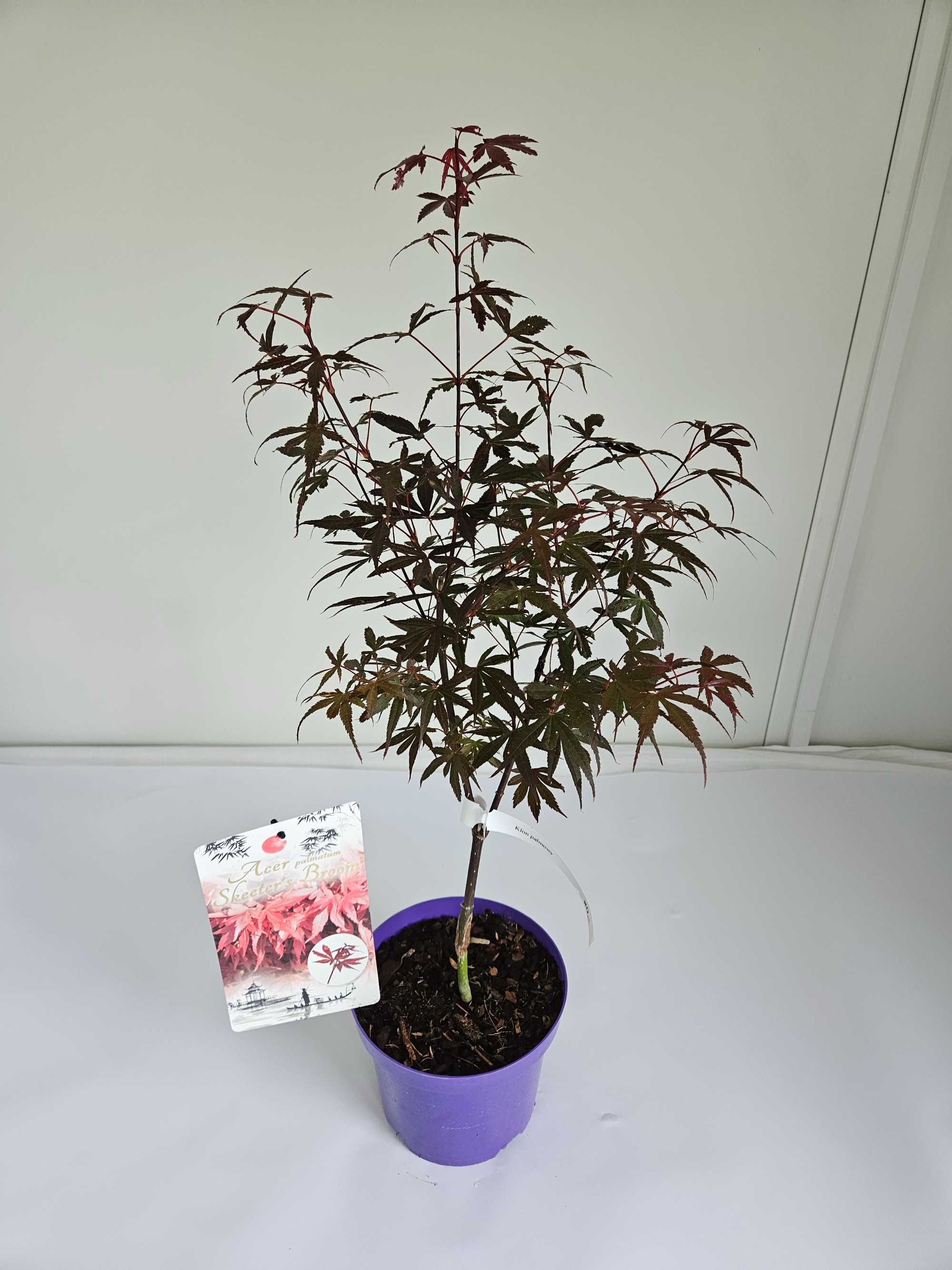 Klon palmowy 'Skeeter's Broom' (Acer palmatum 'Skeeter's Broom')
