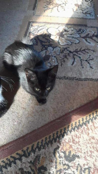 Małe koty do adopcji