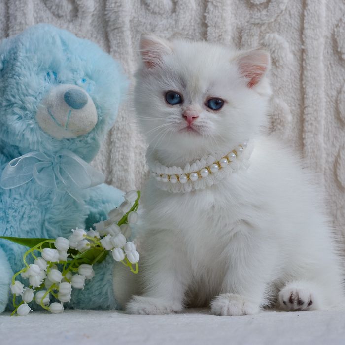 Чарівна дівчинка