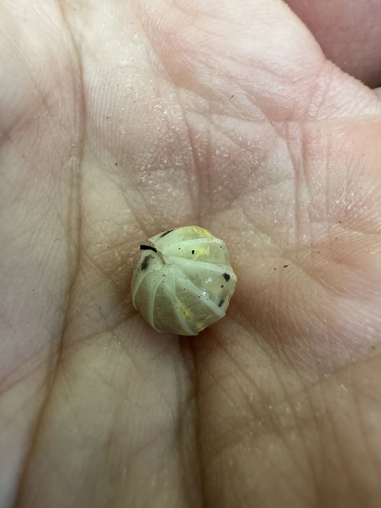Armadillidium vulgare Magic Potion - isopody, ekipa sprzątająca