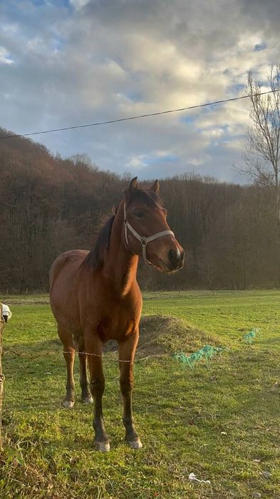 продам кобилку 1,6 закарпаття