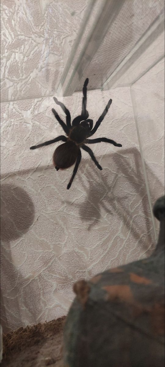 Продаю дорослу самку паука (Brachypelma vagans)