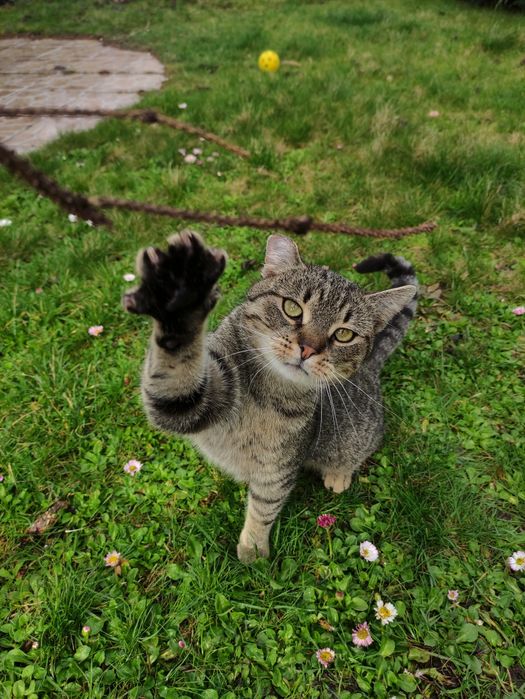 Piękny i przyjazny Kajtek kot kotek do adopcji