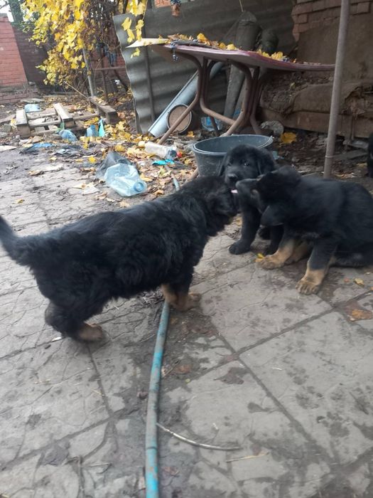 Щенки немецкой овчарки 1,5 месяца