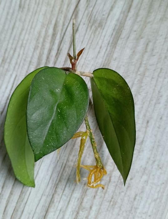 Hoya bonii rosnaca