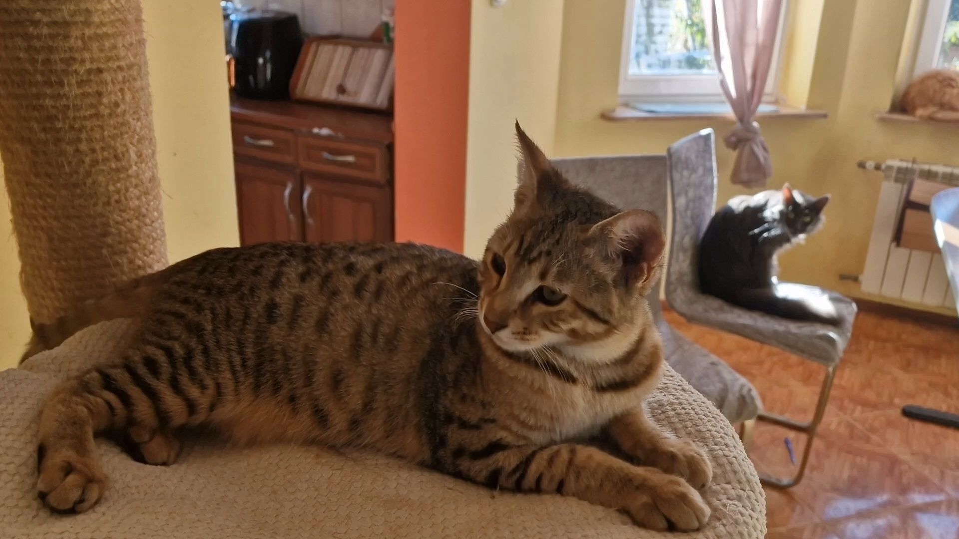 Savannah F6 Kocur