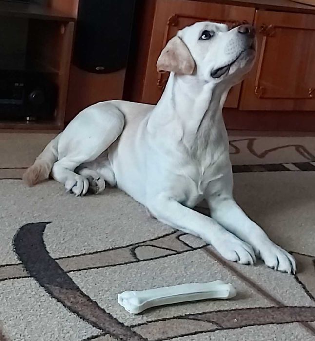 Вязка, случка, лабрадор