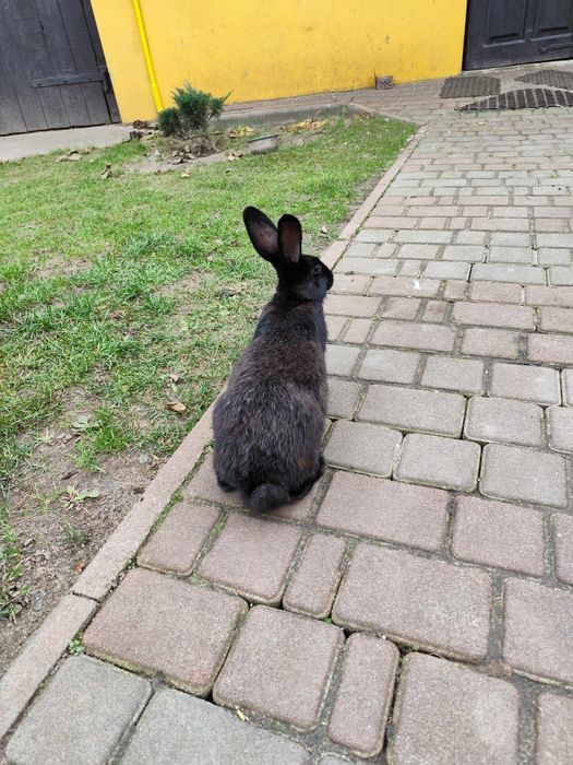 Кролі, кролики м'ясних порід