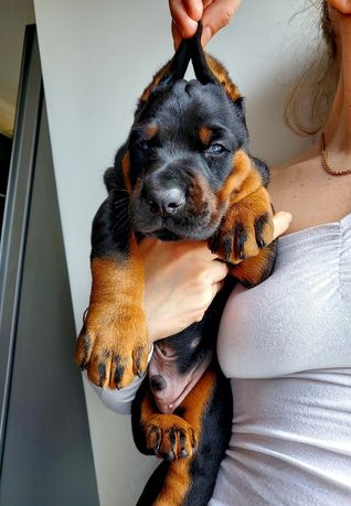 Doberman wyjątkowy Neverland Ranch Kennel