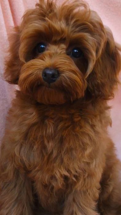 Мальтіпу дівчінка