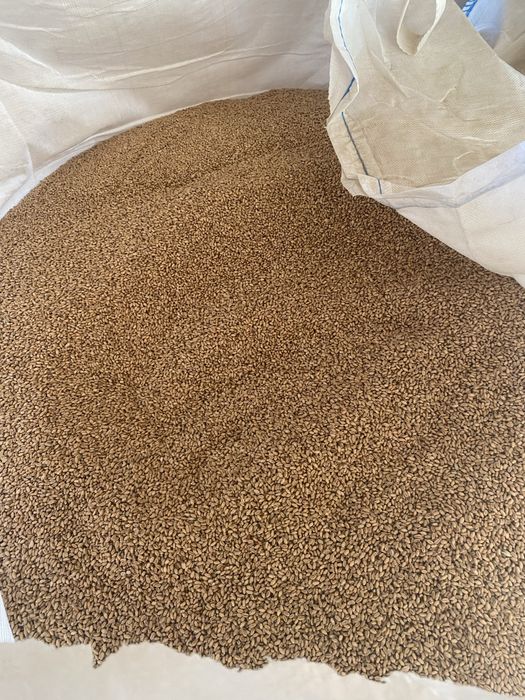 Pszenica Alegoria po petkusie po kwalifikacie