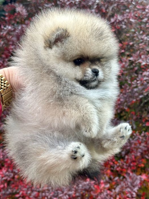Pomeranian/szpic miniaturowy