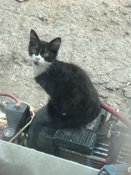 Отдам в добрые руки .