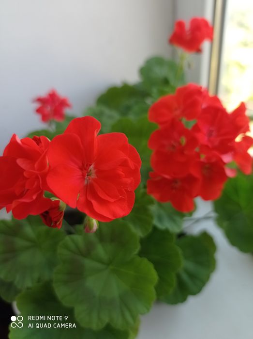 Пеларгония, герань, свежесрез