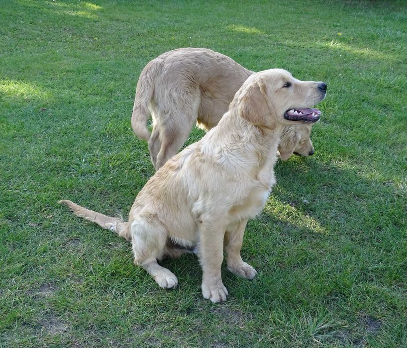 Golden retriever