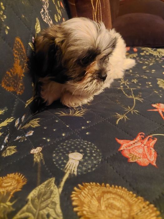 Śliczny szczeniak chlopiec