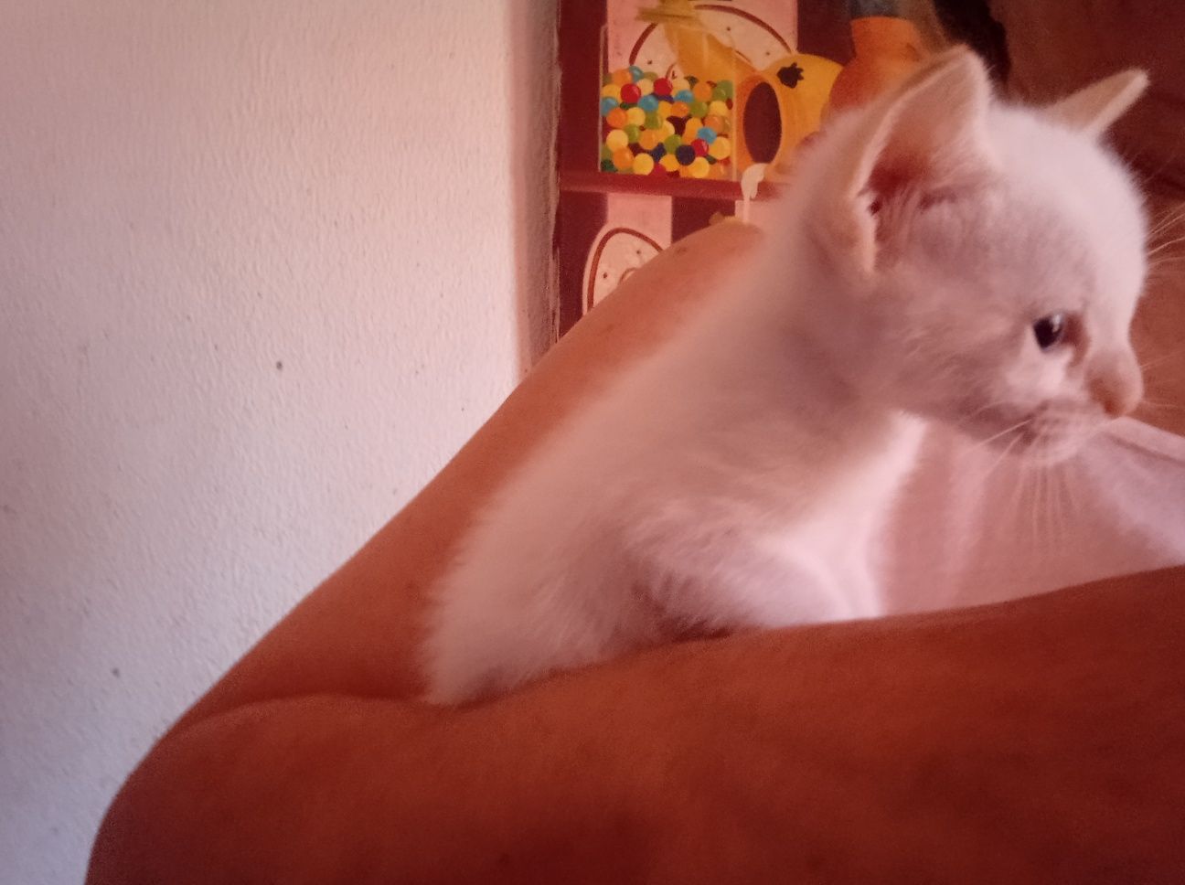 Gatinhos bebés adoção responsável