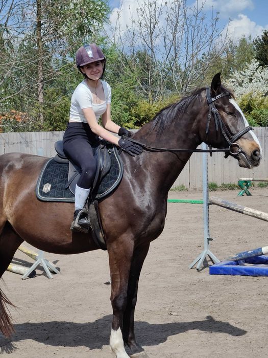 Wałach wlkp po Rumianku