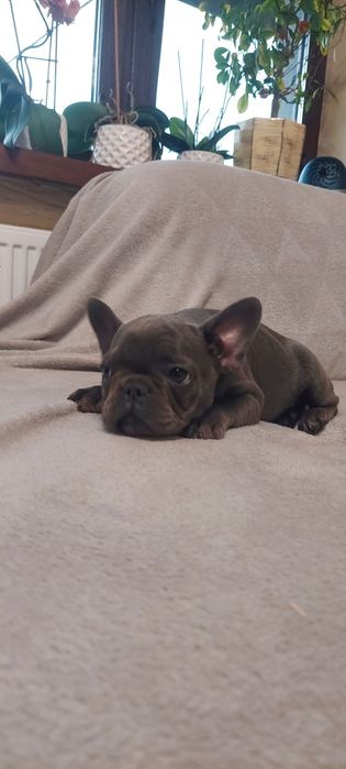 Buldog Francuski suczka maści blue-niebieskie  Elza