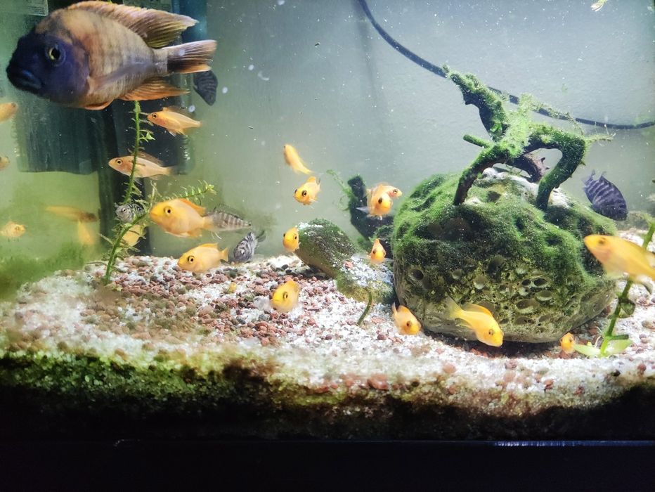 Crias ciclídeos Malawi e acarás do congo