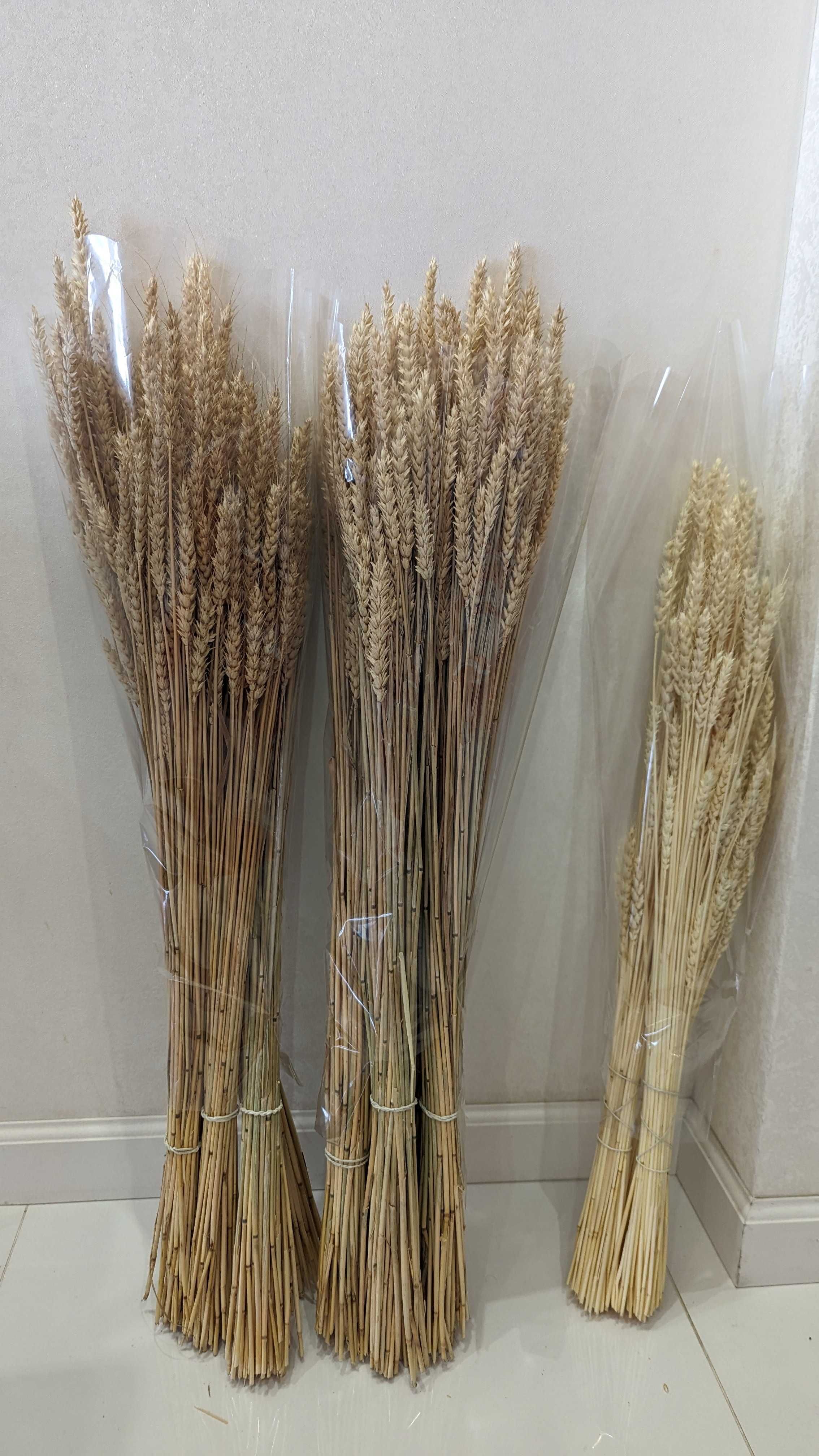 Сухоцвіти (пшениця, лагурус, фалярис)