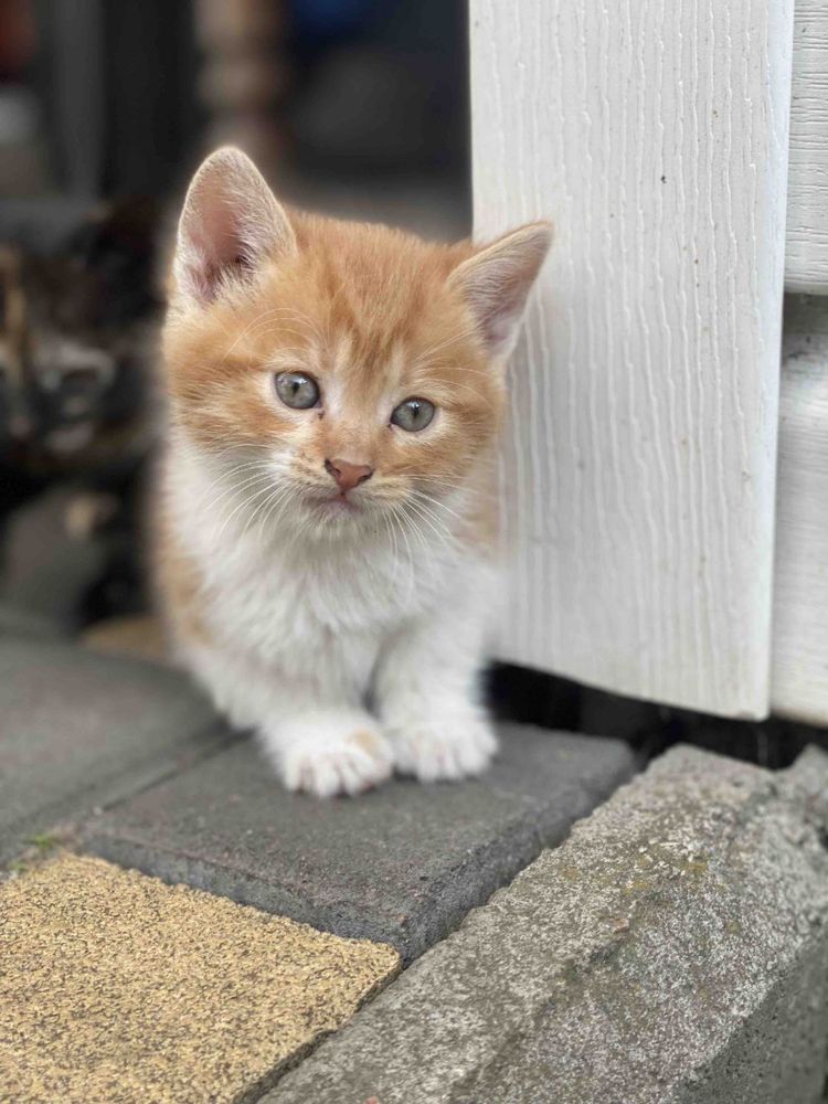 котенок Киев кошеня Київ