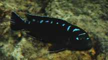 Pseudotropheus sp. elongatus neon spot.Pyszczaki z Malawi.