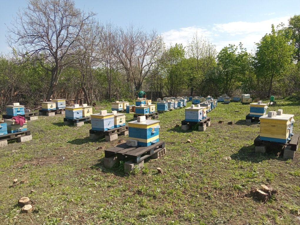 Продам пасеку со всем оборудованием .Розгляну усі пропозиції.