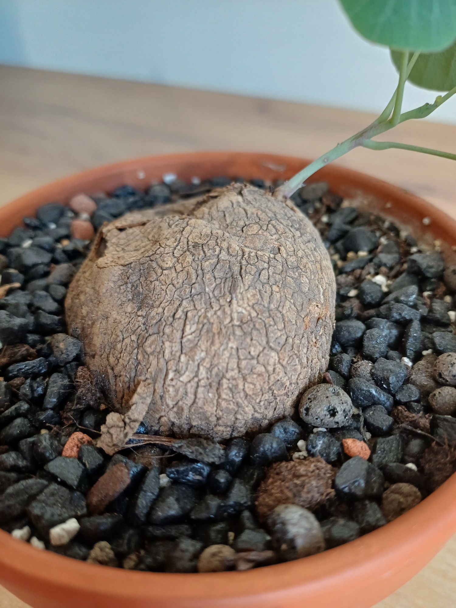 Stephania erecta