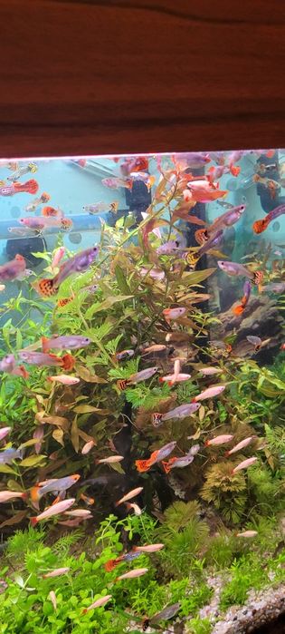 Witam sprzedam glupiki