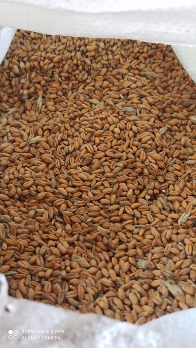 Продам пшеницю з під комбайна, цьогорічна.