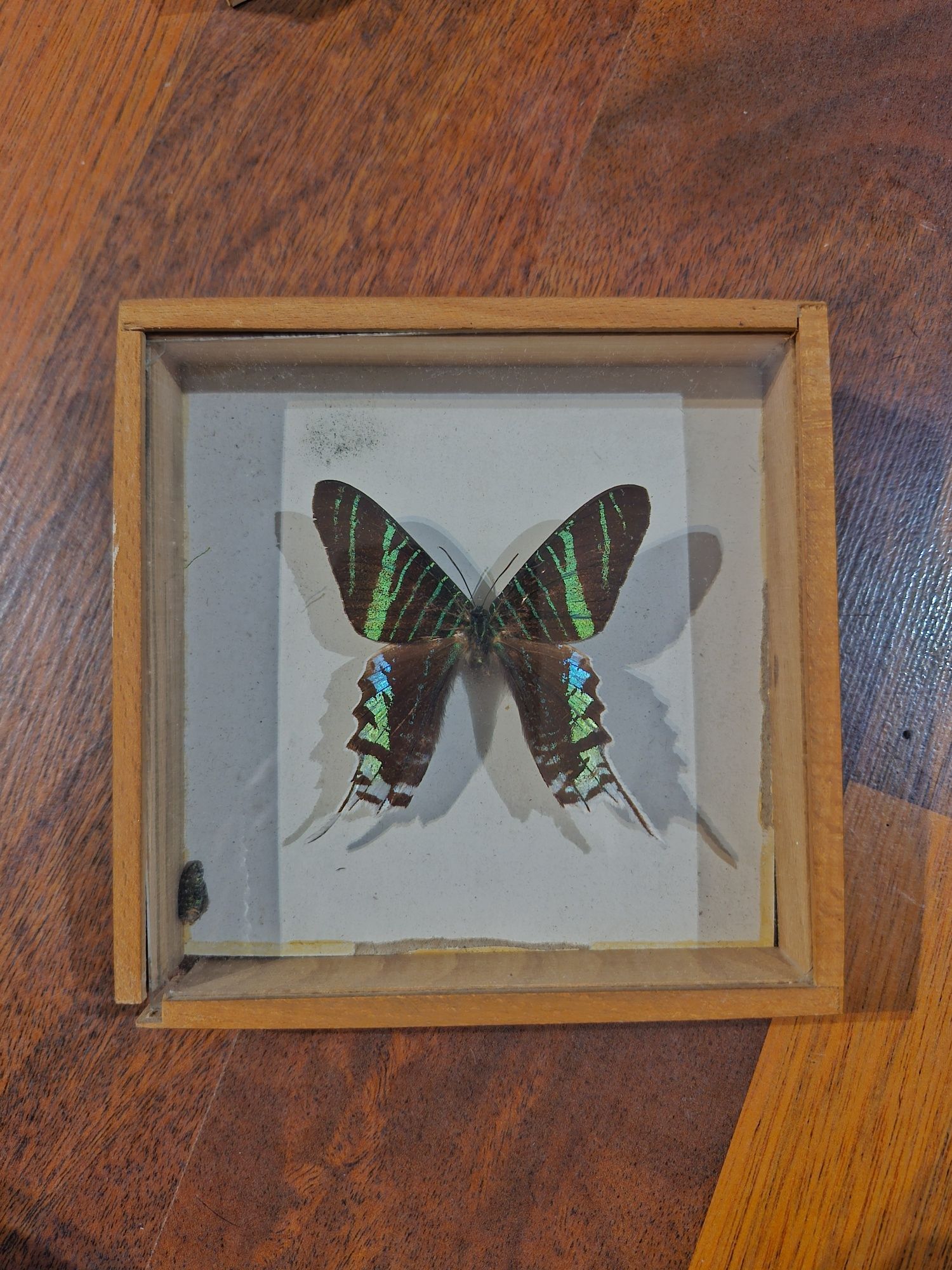 Urania leilus z Peru. Motyl w ramce